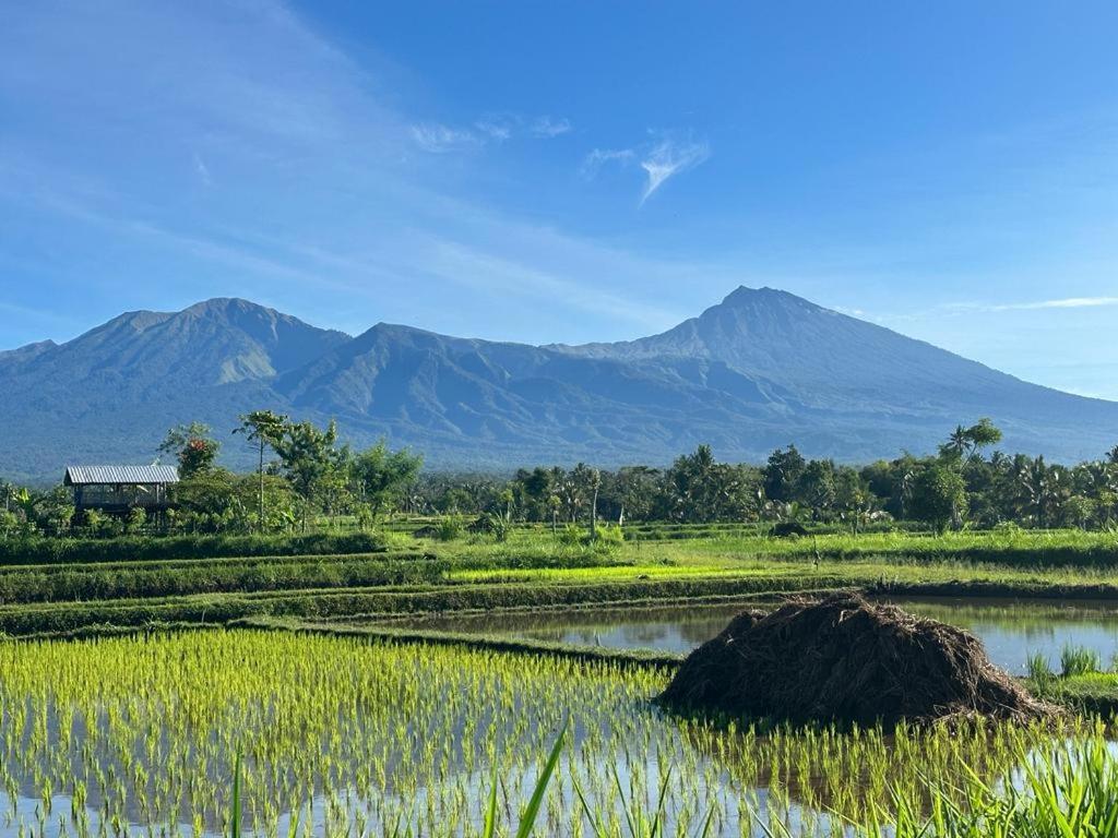 New Rinjani Homestay Tetebatu Εξωτερικό φωτογραφία