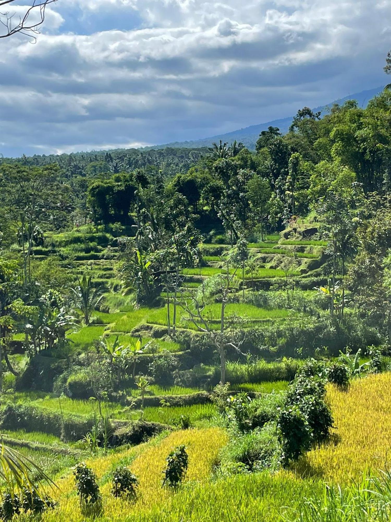 New Rinjani Homestay Tetebatu Εξωτερικό φωτογραφία