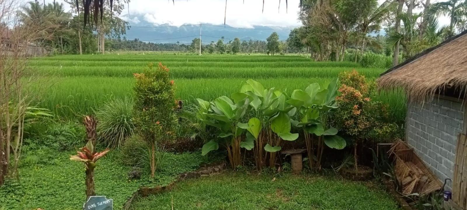 New Rinjani Homestay Tetebatu Δωμάτιο φωτογραφία