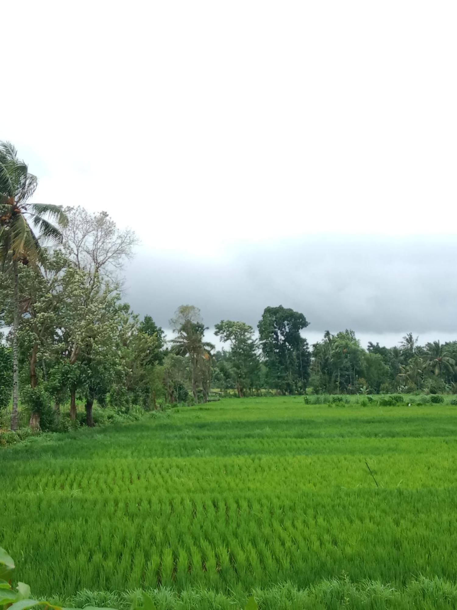 New Rinjani Homestay Tetebatu Εξωτερικό φωτογραφία